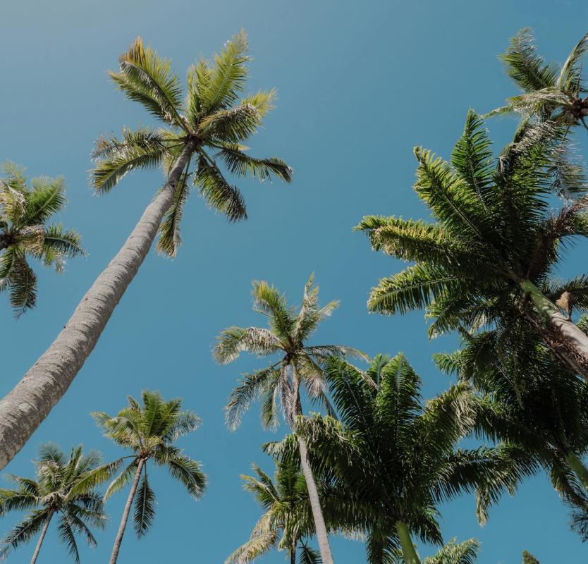 Majestic palm trees stretch towards a clear blue sky, creating a tropical paradise feel.